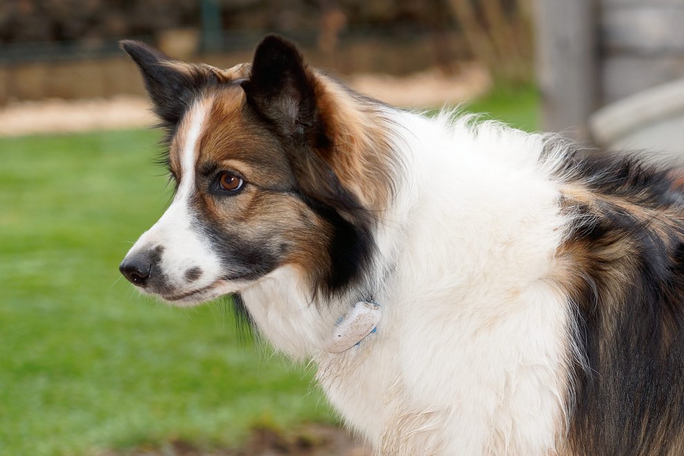 Foto vom Hund des Hauses.