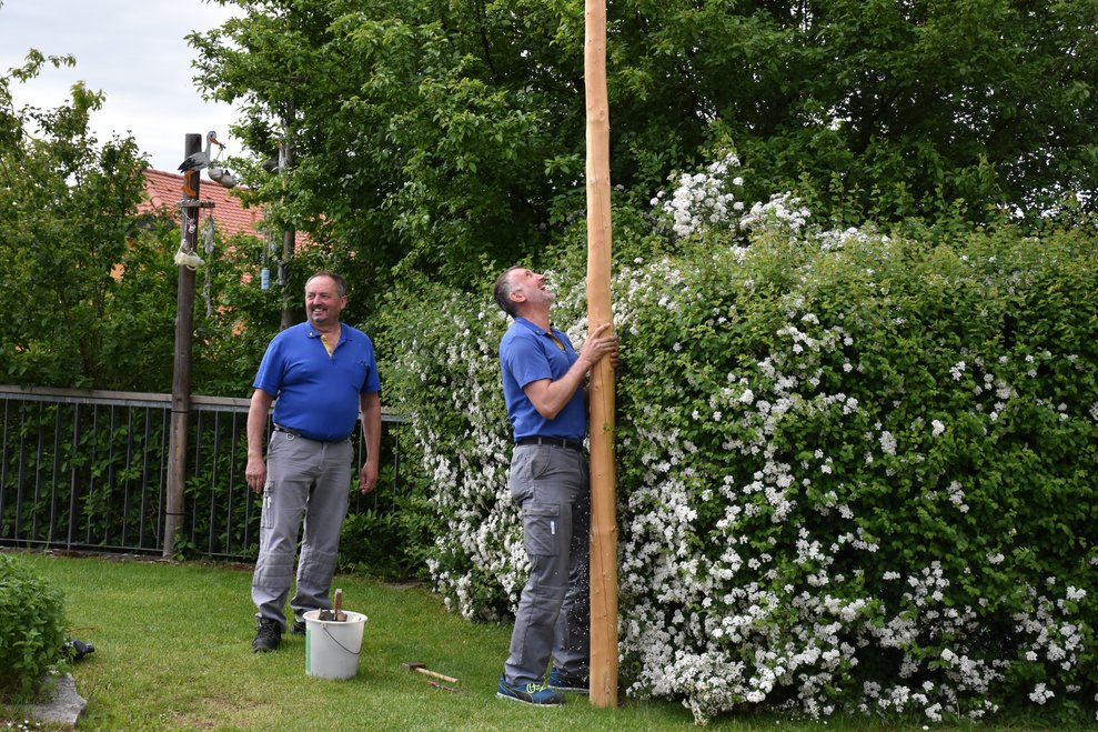 Maibaum wird umgelegt.