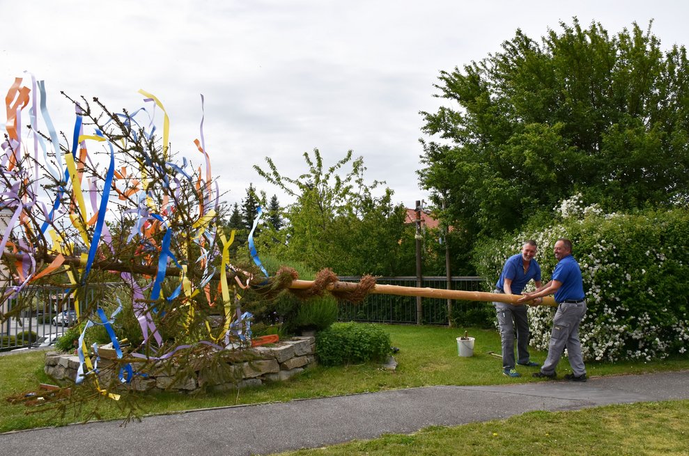 Maibaum fällt.