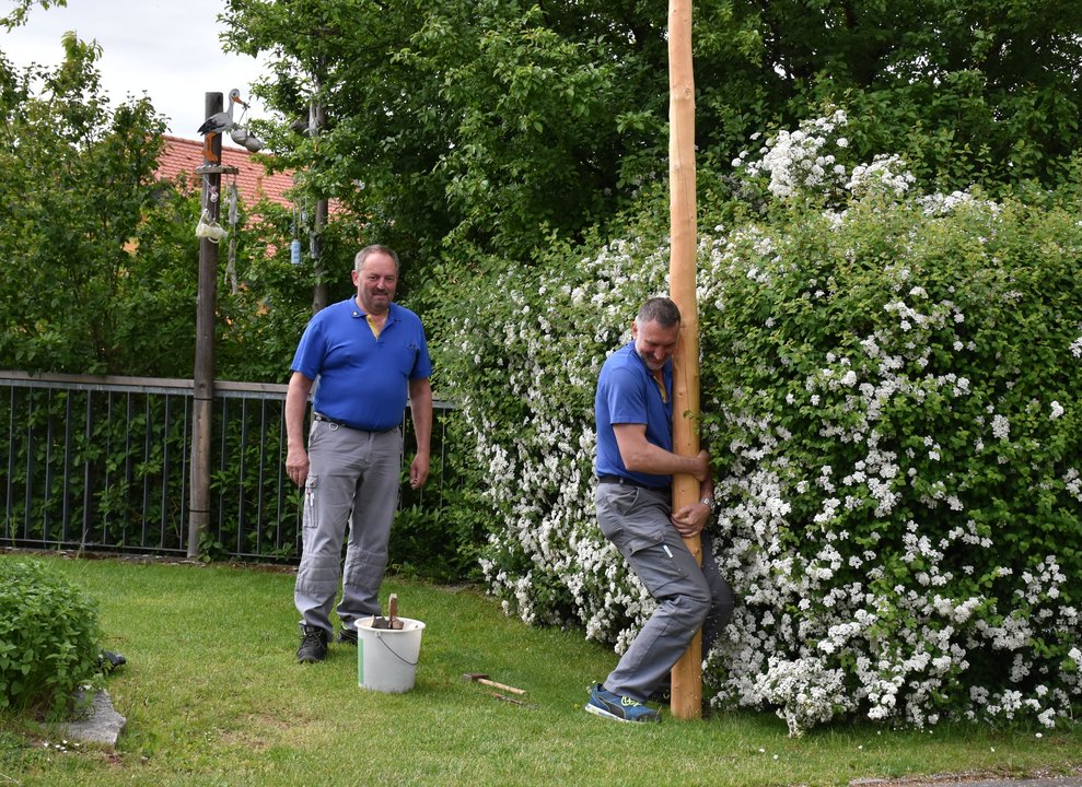 Maibaum wird umgelegt.
